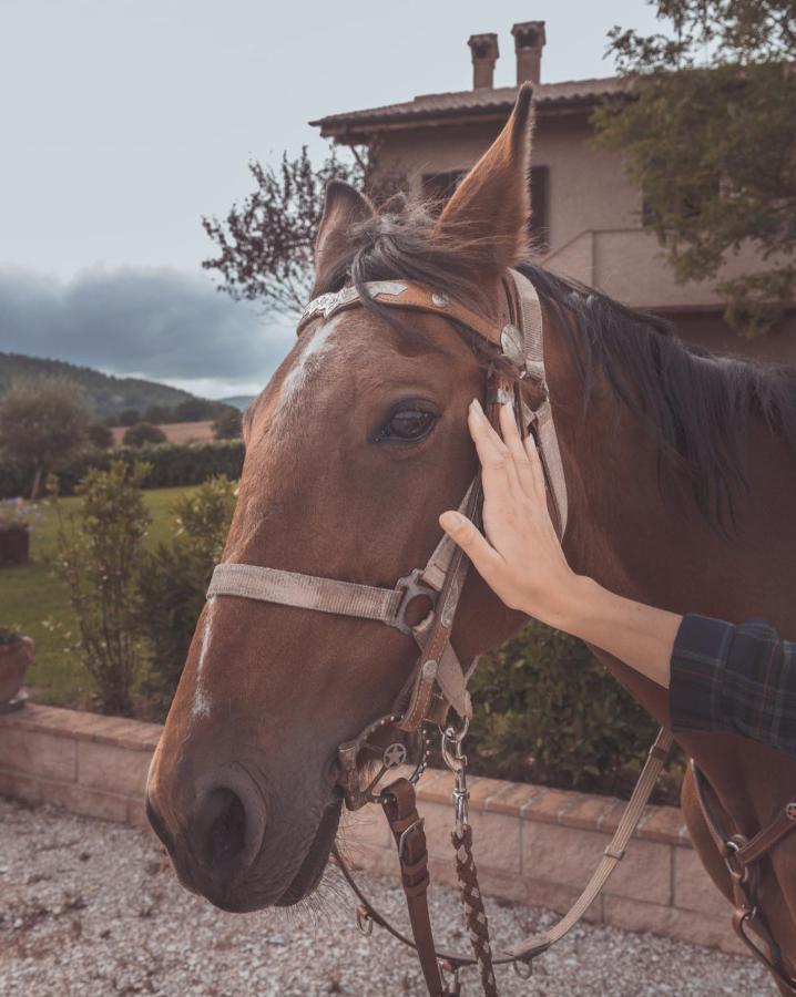 Agriturismo Querceto Mocaiana Εξωτερικό φωτογραφία